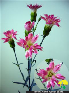 Dianthus caryophyllus (Spray) Star Cherry.jpg